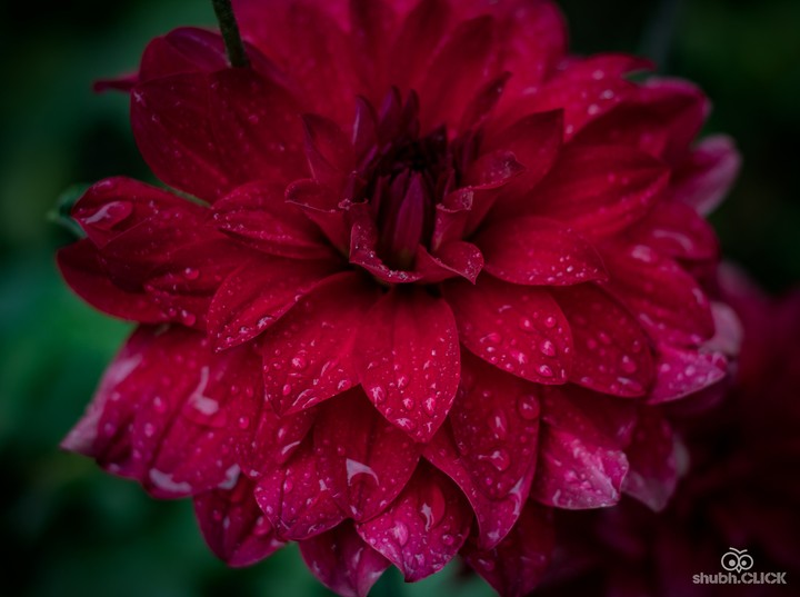 ~CLICK~