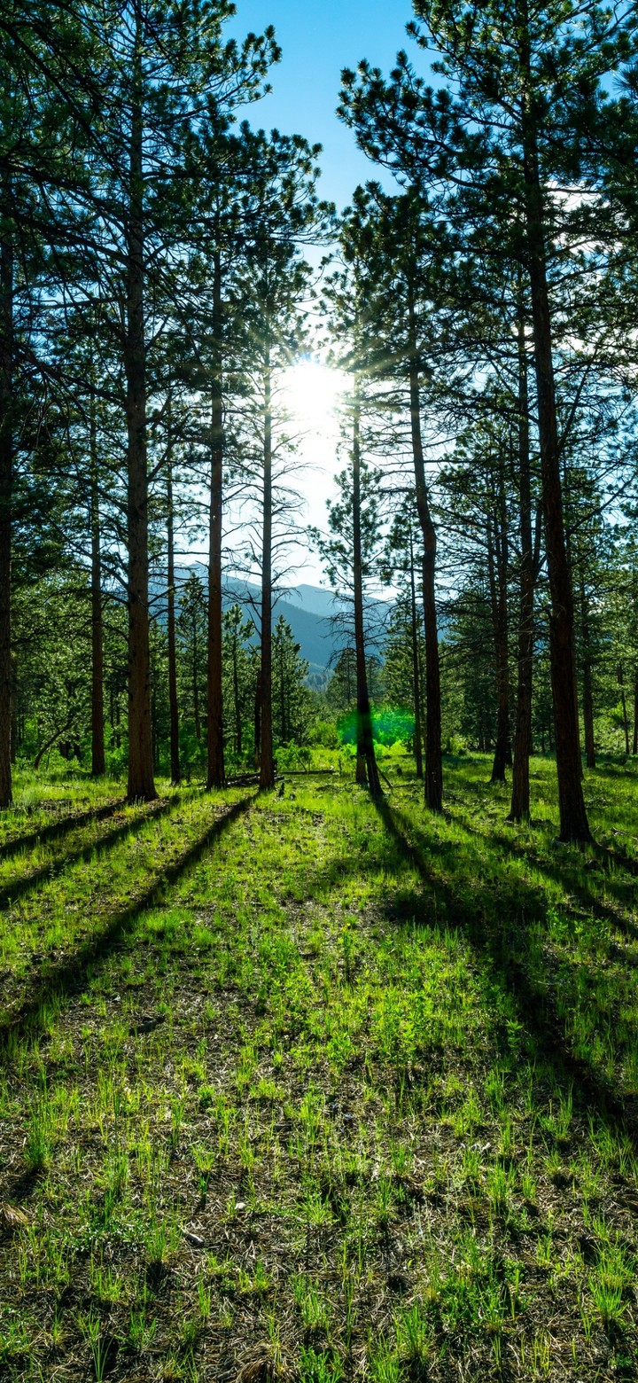 greenery everywhere...