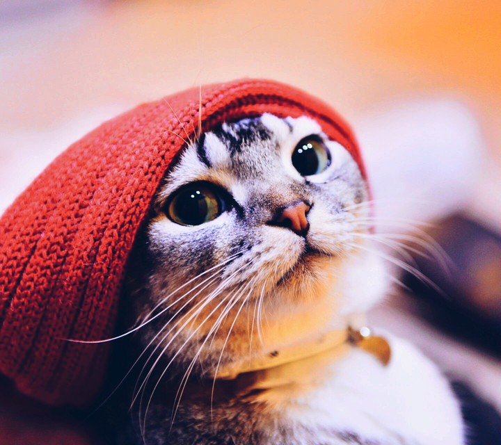 #cat#
