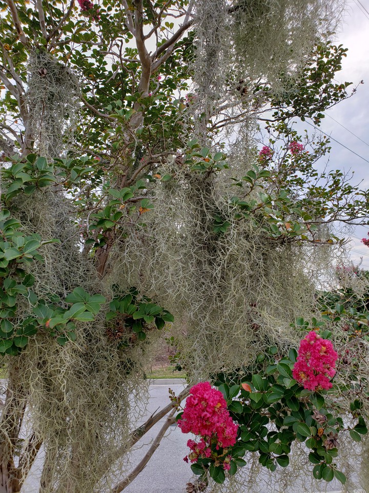 Spanish Moss on crape myrtle