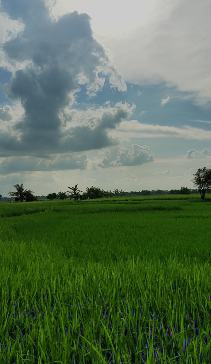 farm