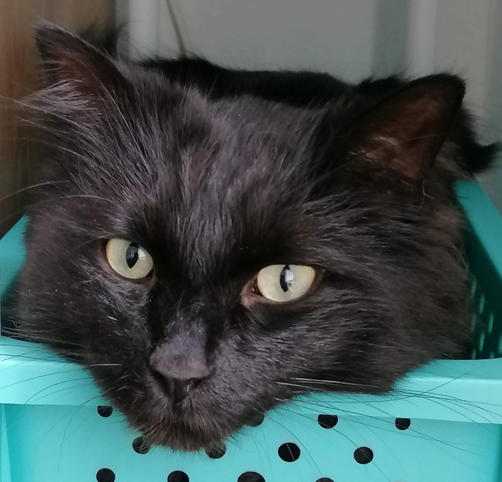 katze