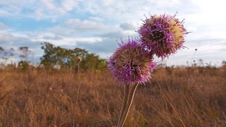Flor do Cerrado