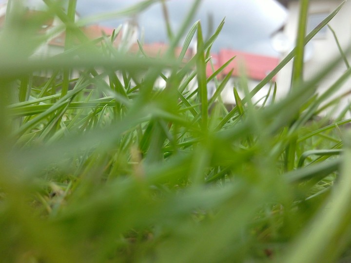 the grassland