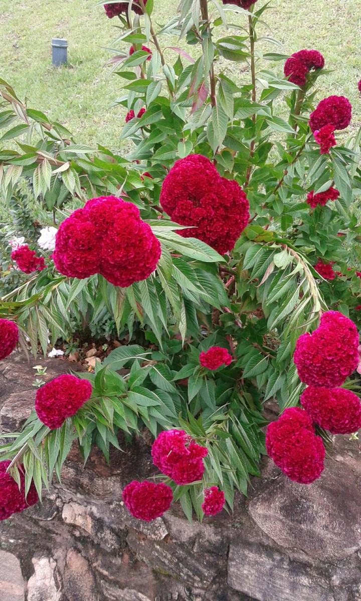 Beleza Reflitida