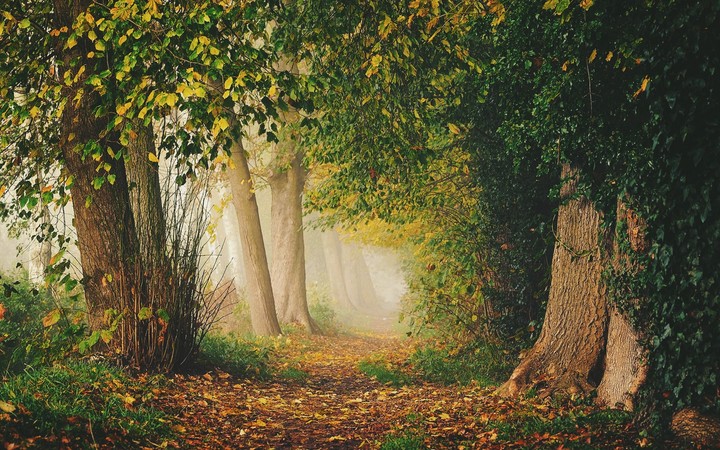 Forest