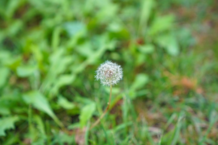 민들레