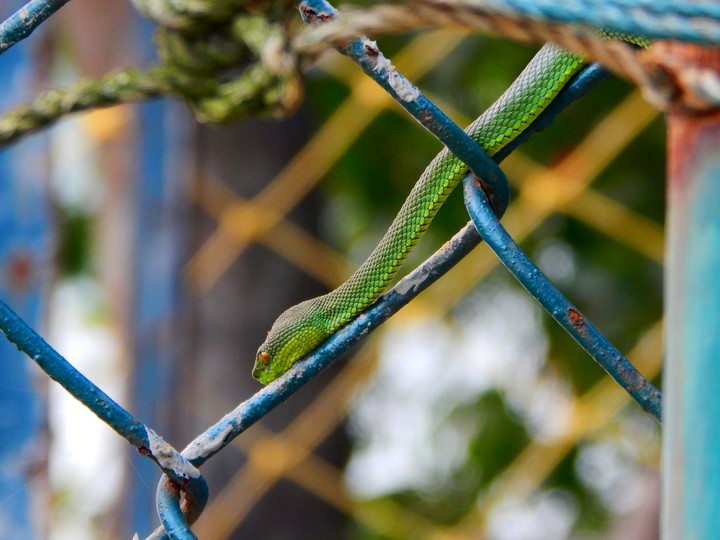 Green Viper
