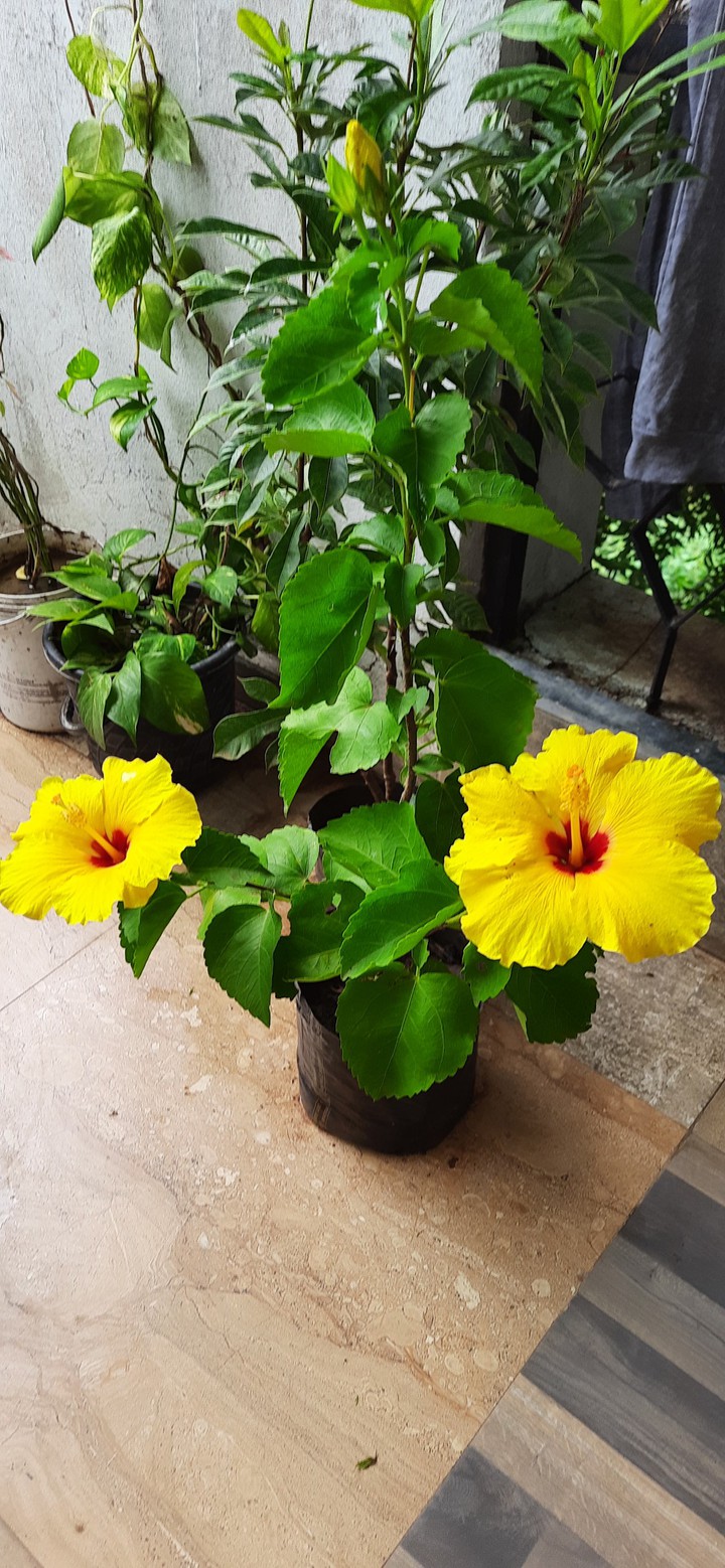 hibiscus