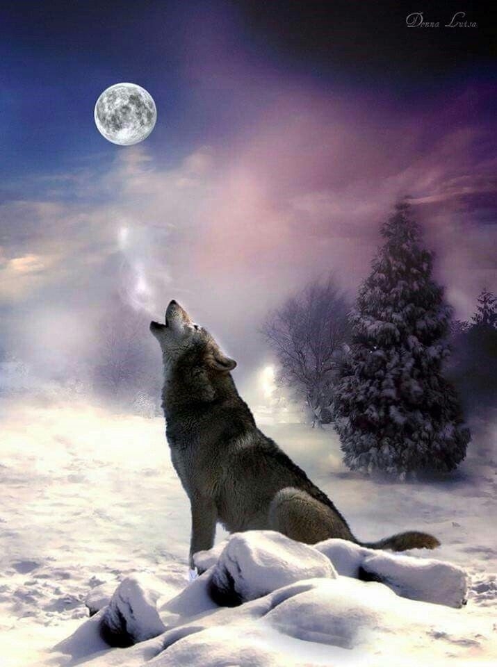wolf