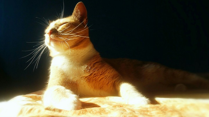 Кот