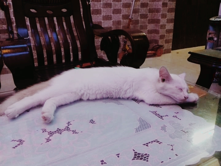 giấc ngủ
