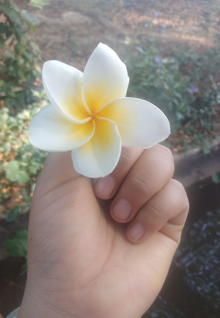 တ႐ုတ္​စကားပန္​း