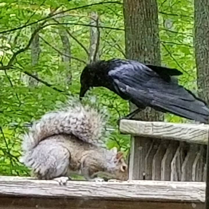 Crow n Squirrel
