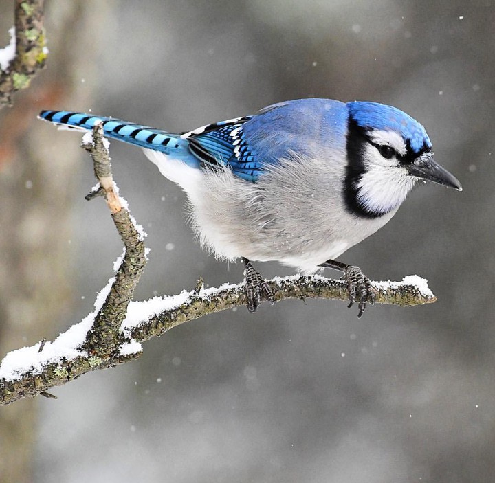 Jay
