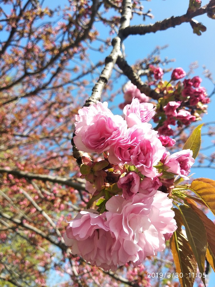 Spring flowers