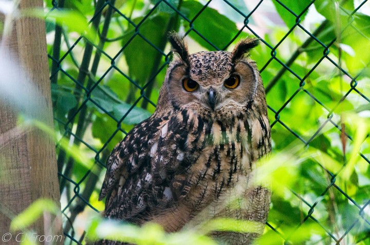 Owl