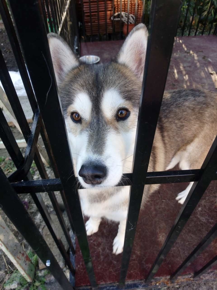 husky love?