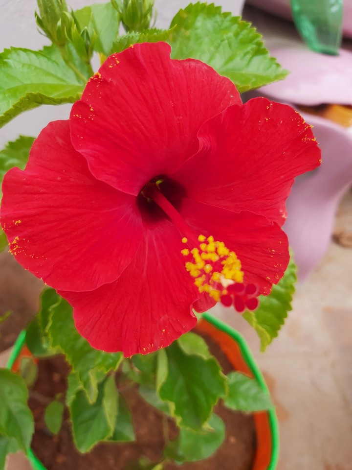 Hibiscus Flower