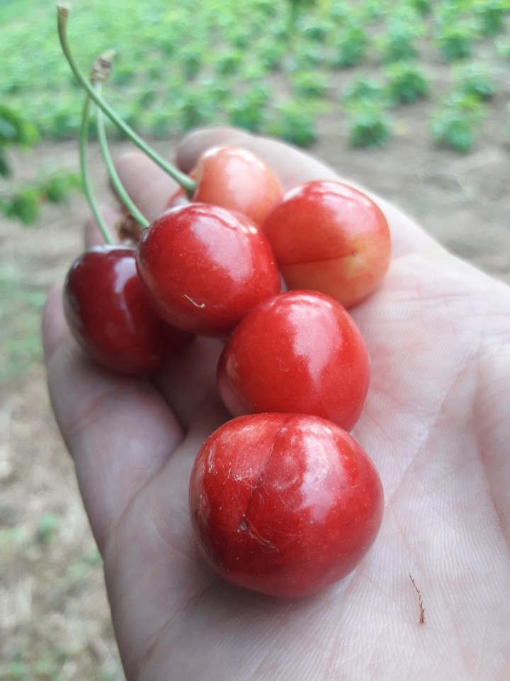 Fruit
