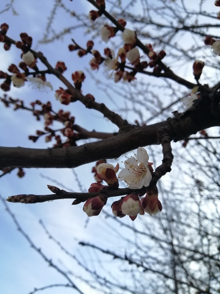 appricot blossom