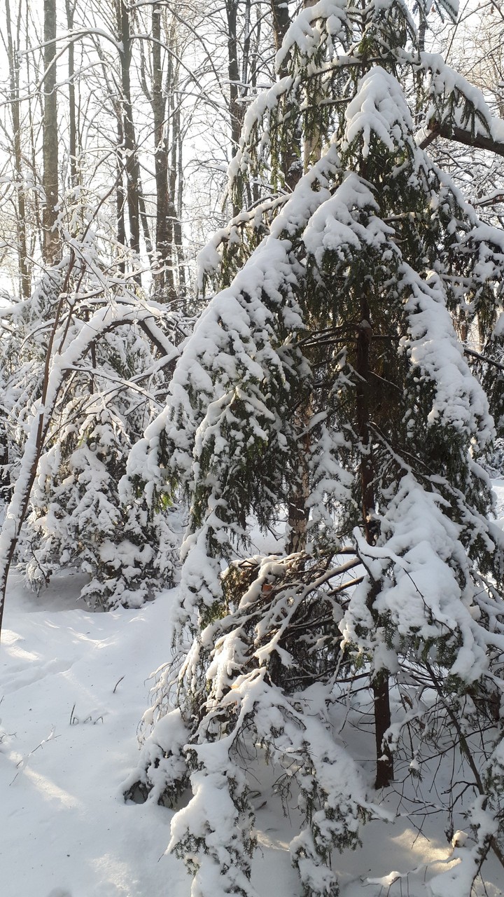 winterforest