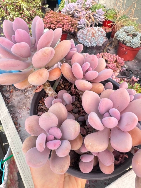 hình nền purple, pink