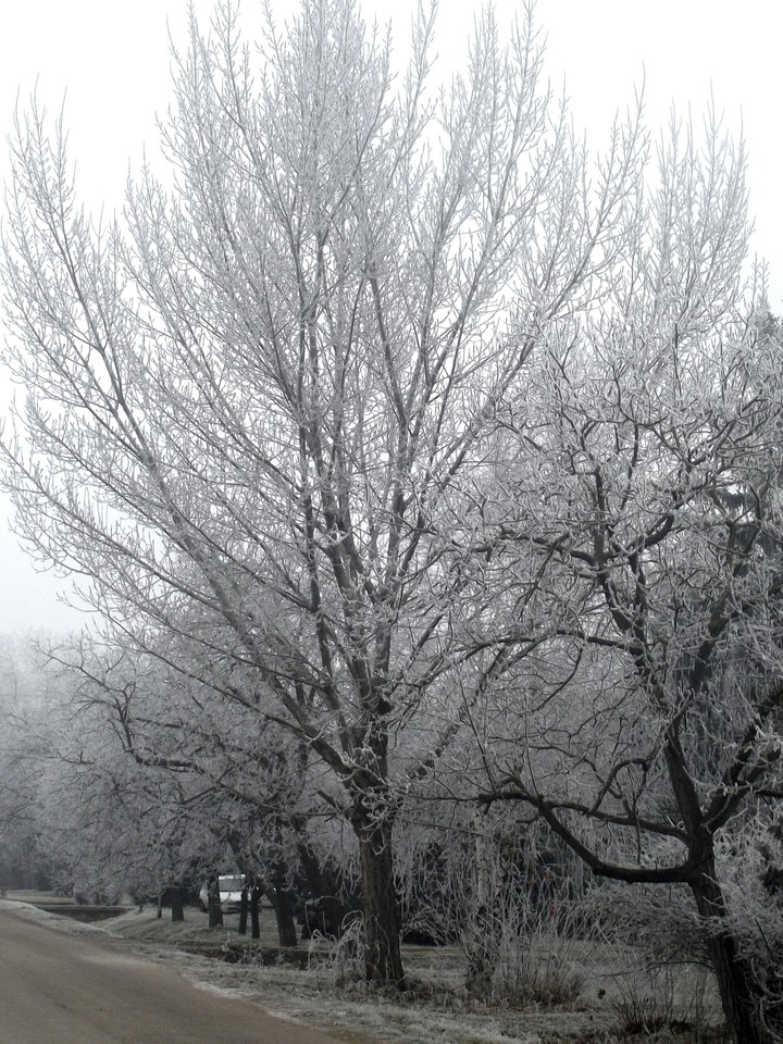 Frosted tree!