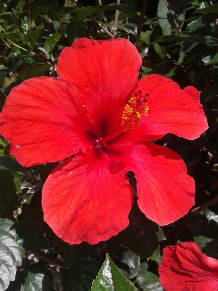 Hibiscus