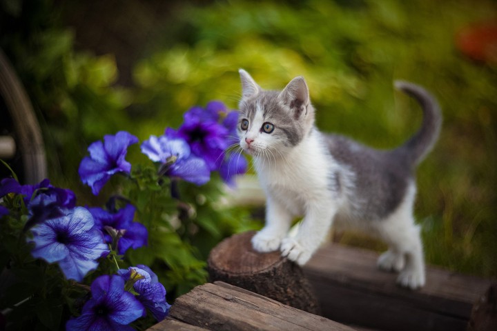 котик