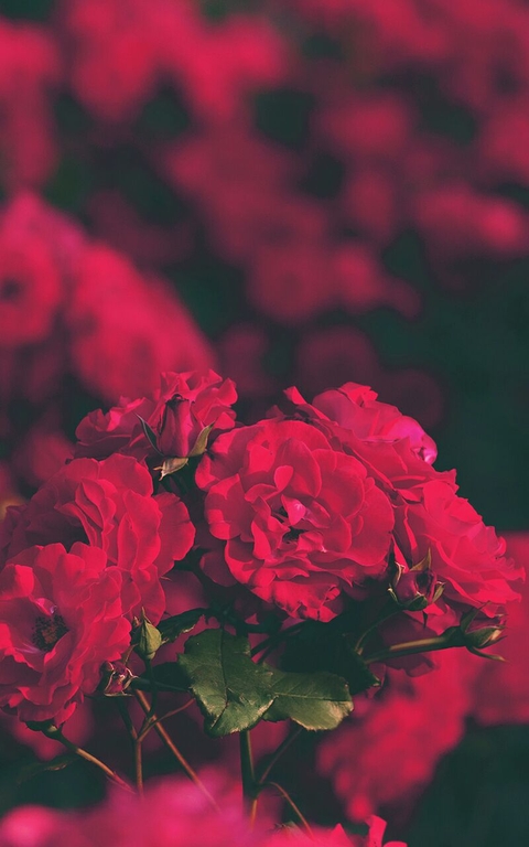 Pink Roses