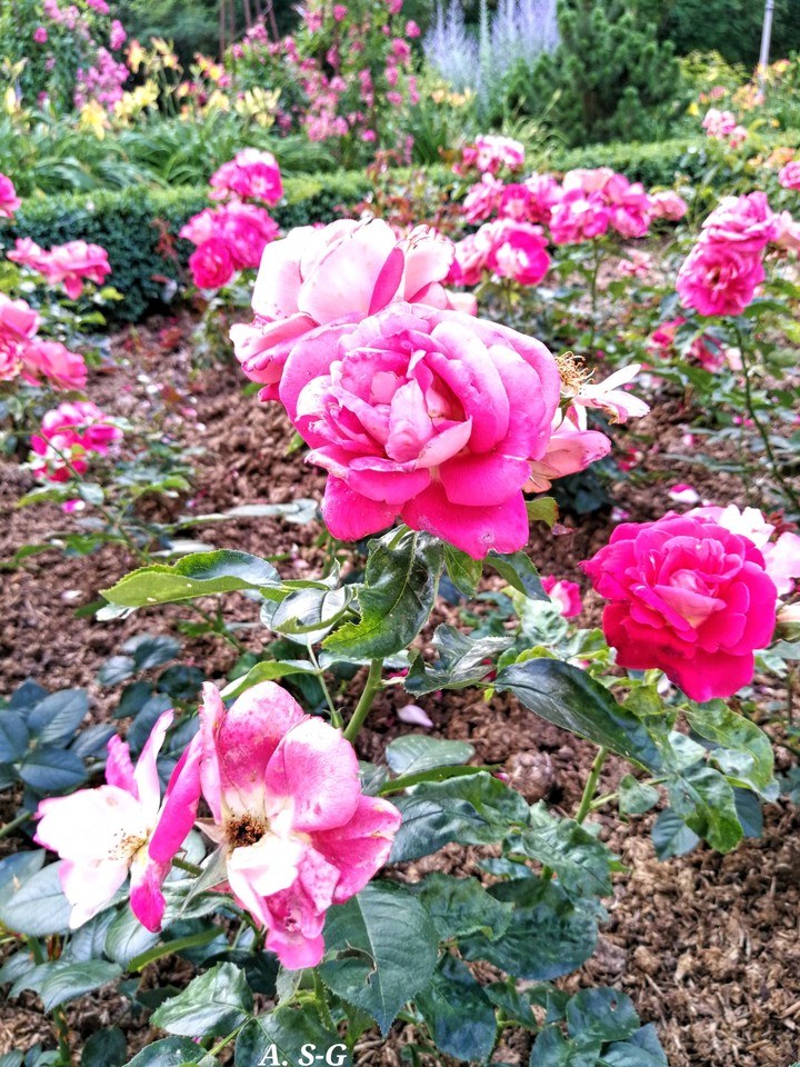 wunderschöne Rosen