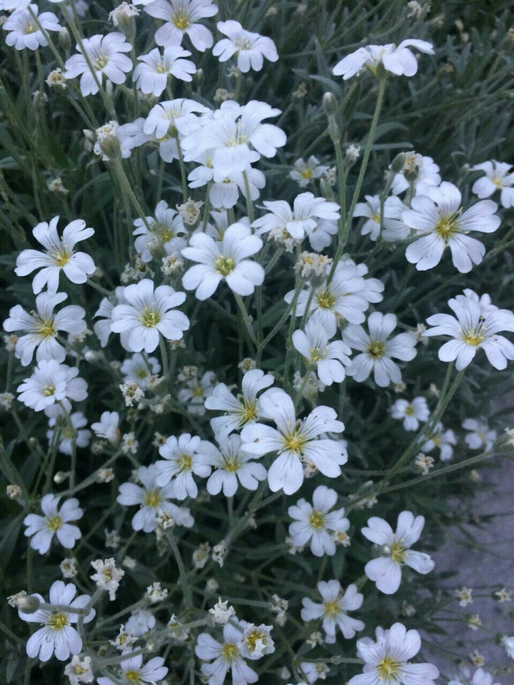 цветы