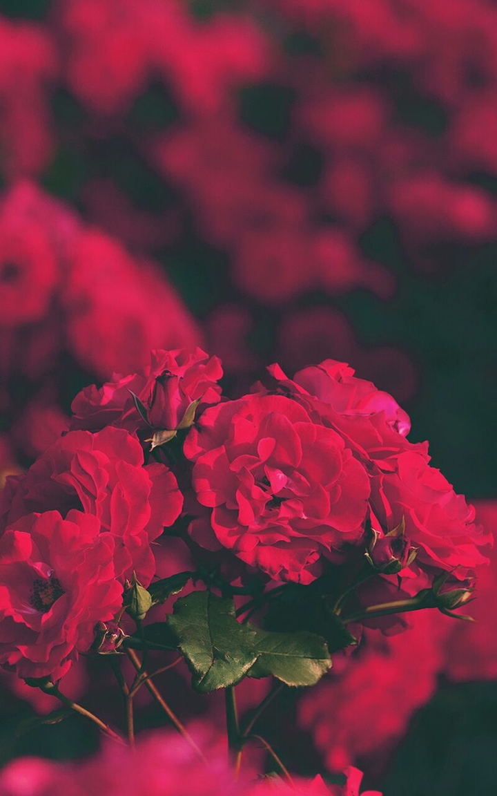 Pink Roses