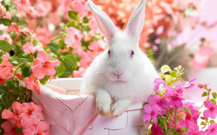 White rabbit!!