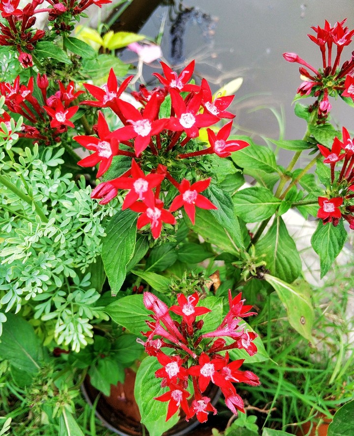 Flowers