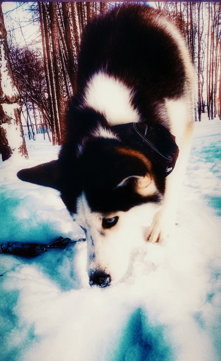 Wolf