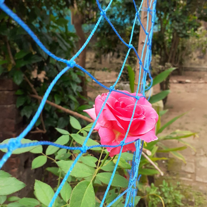 rose