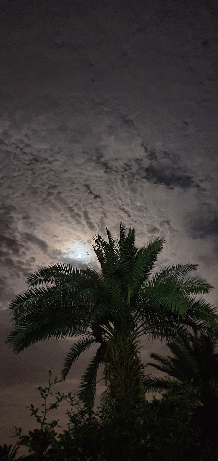 Moonlight