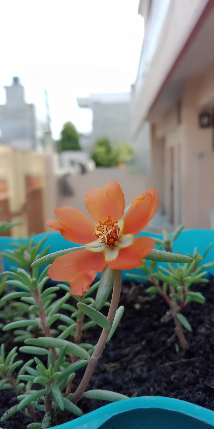 Amazing flower
