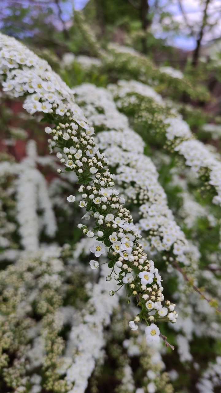 White flowers