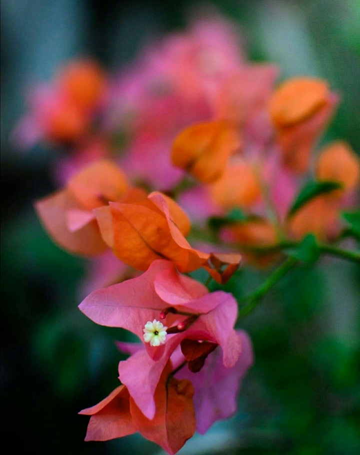 Flores de primavera