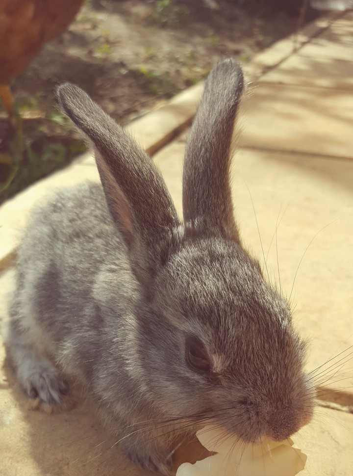 My Little Rabbit