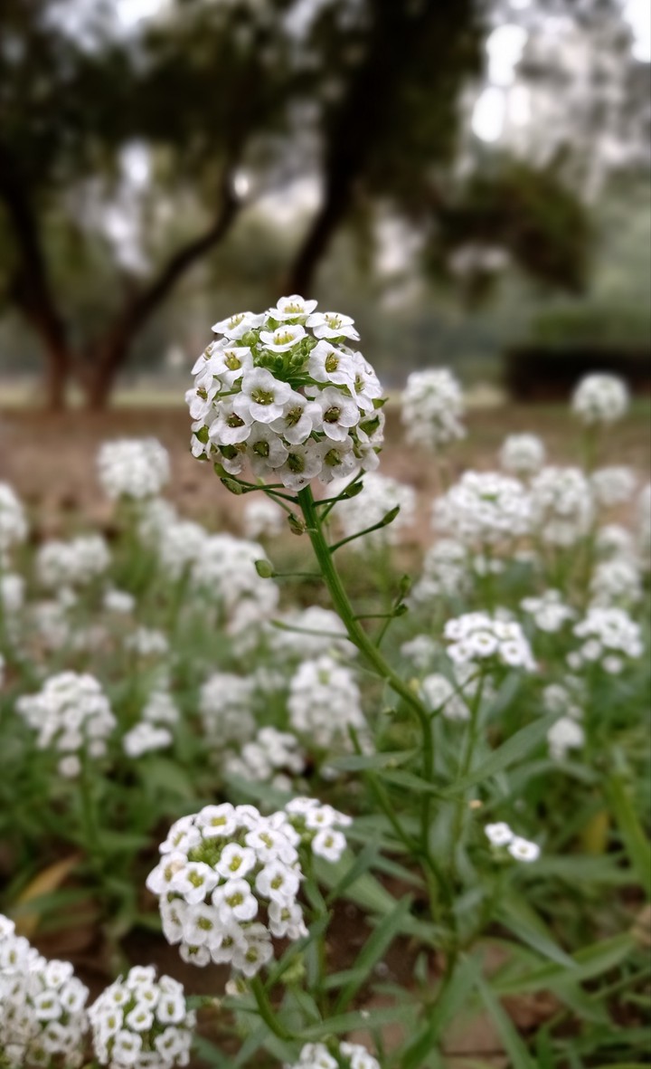 Beauty of white