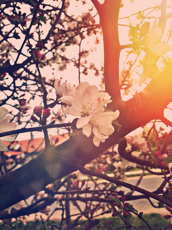 beauty flower