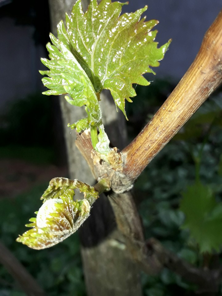 Vine