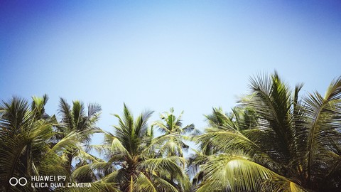 plant, sky wallpapers