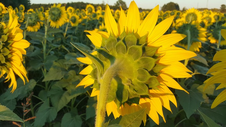 sunflower