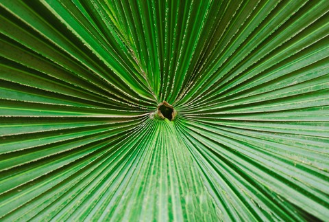 fonds d'écran tree, evergreen