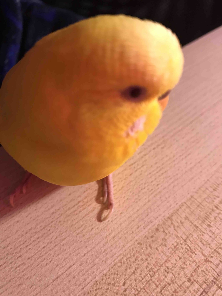 i stole the phone